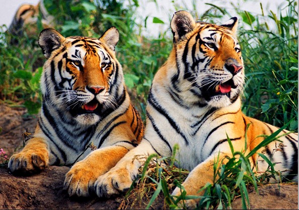 2010年11月在俄罗斯圣彼得堡召开的"保护老虎国际论坛"上,来自13个