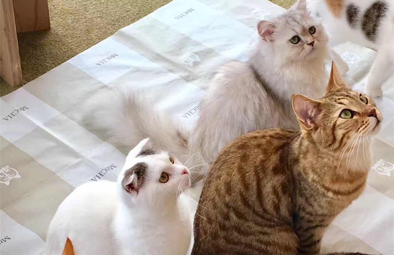 我家喵星人不可能这么可爱